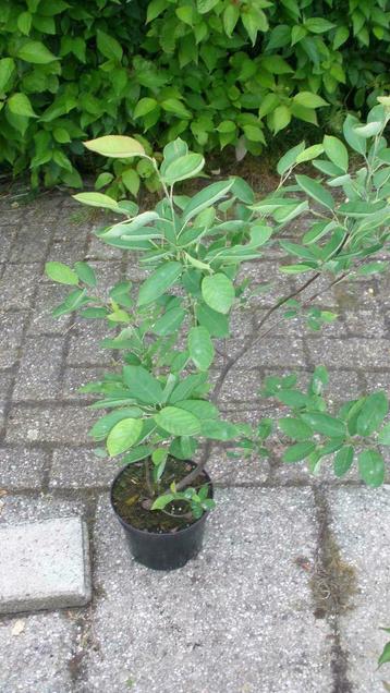 Krenteboompjes in pot, Amelanchier lamarckii ,80 cm krent