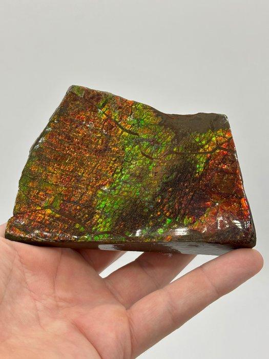 Ammoliet - Fossiele plaatmatrix - colorful ammolite!, Verzamelen, Mineralen en Fossielen