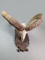 Mouflon Schedel met gewei - Ovis aries musimon - 46 cm - 50, Nieuw