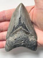 Megalodon - Fossiele tand - 10.1 cm, Verzamelen