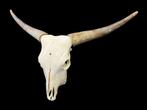 Schotse hooglander Schedel - Higland Cattle - 74.5 cm - 92, Nieuw