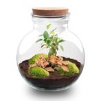DIY Planten terrarium (met licht) - Teddy Bonsai - Ø 25 cm, Verzenden