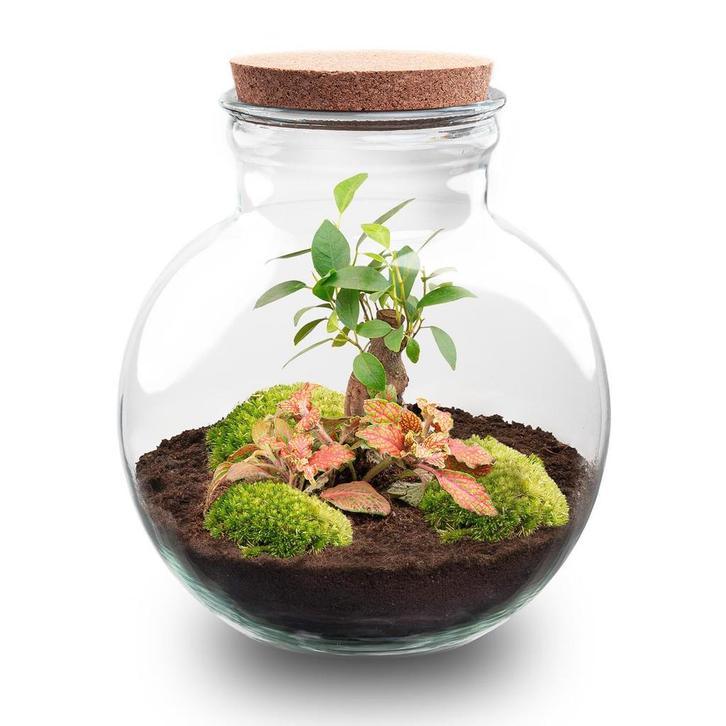 DIY Planten terrarium (met licht) - Teddy Bonsai - Ø 25 cm, Tuin en Terras, Bloembollen en Zaden, Verzenden