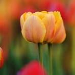 20x Tulpenbollen Icoon – Oranje Dubbelbloemige Tulp, Verzenden