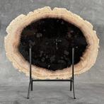 C-Wonderful grote versteende palmwortel-snij op een