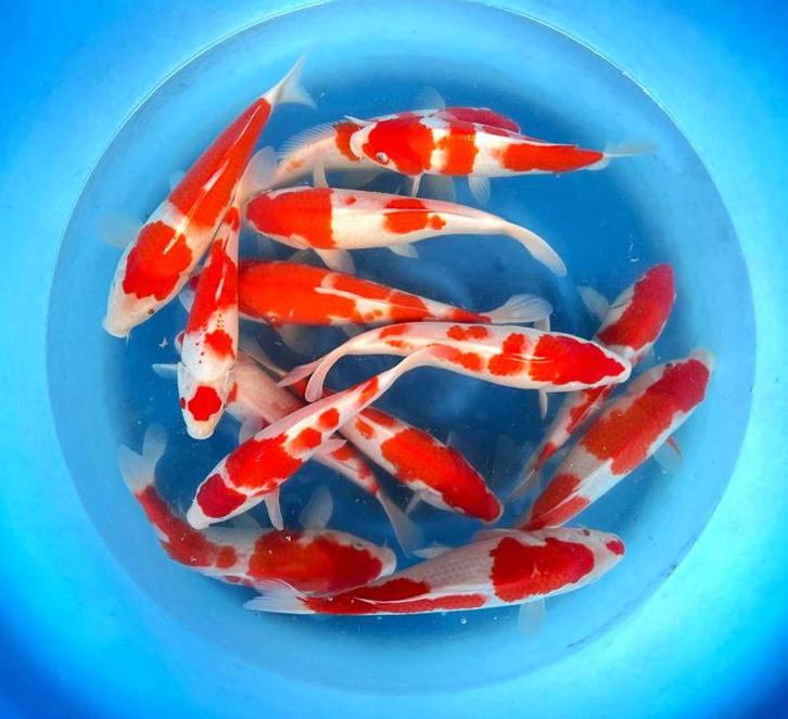 Hirasawa Marusei 28-35cm (Japanse Koi), Dieren en Toebehoren, Vissen | Vijvervissen, Karper of Koi