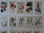 20 handgekleurde gravures fruit, plant, boom Gottlieb 1816, Gebruikt, Natuur, Voor 1940, Prent