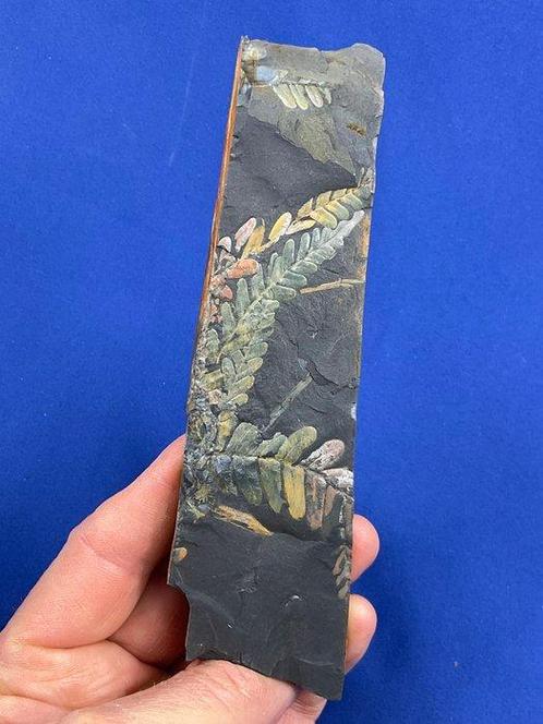 Indrukwekkend zeldzame kleurrijke plantenoefen -, Verzamelen, Mineralen en Fossielen