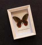 Vlinder Taxidermie volledige montage - Papilio diephobus -, Nieuw