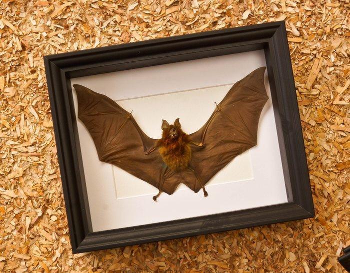 Painted Vesper Bat - framed Taxidermie volledige montage -, Antiek en Kunst, Curiosa en Brocante