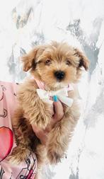 Echte MALTIPOO reutje 2 x ingeent, maltezer x toy poedel, Dieren en Toebehoren, Honden | Chihuahua's en Gezelschapshonden, Parvo