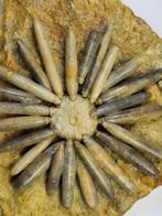 Zee-egel - Gefossiliseerd dier - 20 cm, Verzamelen