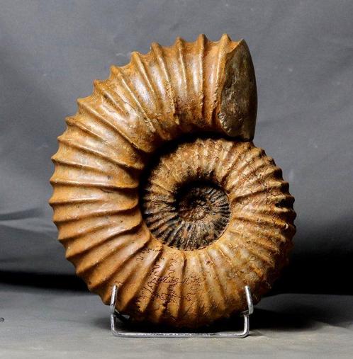 Indrukwekkende en decoratieve geribbelde ammoniet - Op, Verzamelen, Mineralen en Fossielen