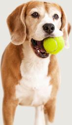 2dekans | A Sunny Day Automatische Ballenwerper - Honden, Dieren en Toebehoren, Ophalen of Verzenden, Zo goed als nieuw