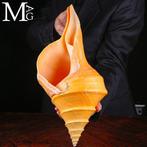 Syrinx Aruanus – Topklasse exemplaar - 512 mm Heilige, Antiek en Kunst