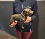 Beeld, Large Stafford Dog - Iron - 19.5 cm - IJzer - 2026