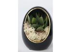 Echeveria in decorative egg black/gold - set of 2, Huis en Inrichting, Kamerplanten, Verzenden