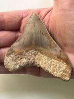 Megalodon tand 9,1 cm - Fossiele tand - Carcharocles