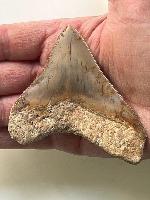 Megalodon tand 9,1 cm - Fossiele tand - Carcharocles, Verzamelen, Mineralen en Fossielen