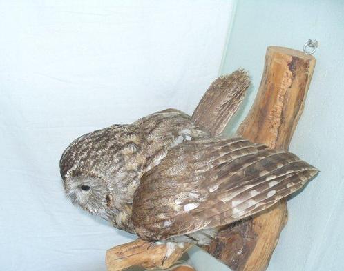 Uil - met EU-certificaat - Commercieel gebruik Taxidermie, Verzamelen, Dierenverzamelingen