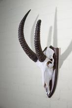 Roanantilope Schedel - Hippotragus equinus - 31 cm - 88 cm -, Nieuw