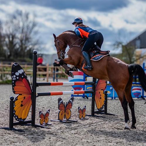 Hindernis Vlinder, Dieren en Toebehoren, Paarden en Pony's | Overige Paardenspullen, Springen, Nieuw, Verzenden