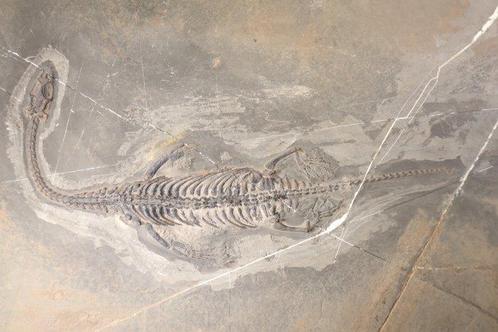 Zeereptiel - Fossiel skelet - Keichousaurus - 24 cm - 18 cm, Verzamelen, Mineralen en Fossielen