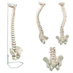 Anatomie model wervelkolom, flexibel, 75 cm, Nieuw