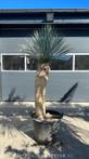 Yucca rostrata 110 cm stamhoogte