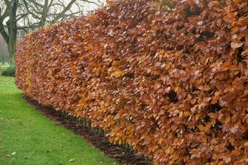 Beuk / Groene beukenhaag Fagus Sylvatica Haag 80-100 Pot beschikbaar voor biedingen