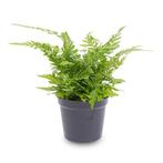 Varen - Athyrium spicatum - Terrarium plant - Potmaat 6, Verzenden