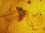 Extremely rare Undiscovered Species: Tailless Whip Scorpion