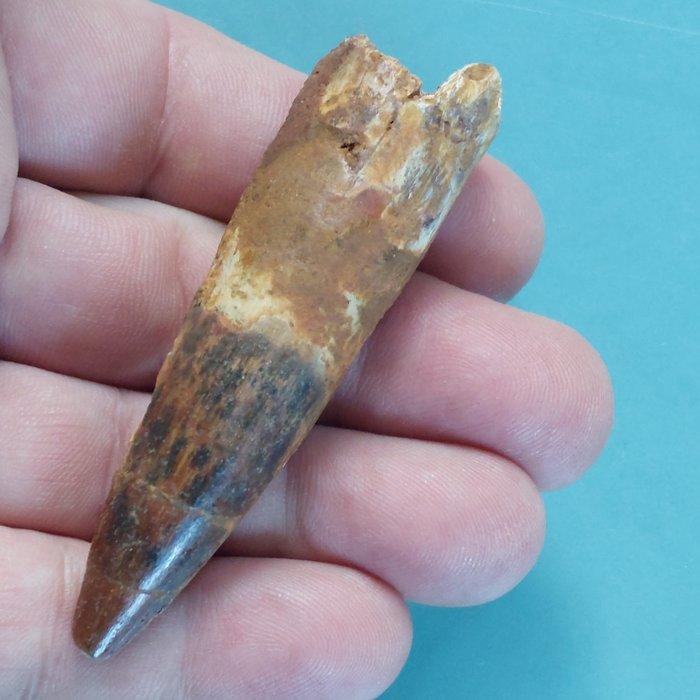 Dinosaurus - Fossiele tand - Spinosaurus aegyptiacus - 78 mm, Verzamelen, Mineralen en Fossielen