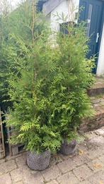 -hagen -thuja brabant -thuja smaragd -conifeer, Ophalen, Conifeer, Haag, 100 tot 250 cm