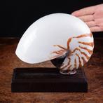 Gesloten nautilus-voorbeeld op maat gemaakte voet Zeeschelp, Antiek en Kunst