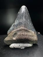 Haai - Fossiele tand - Otodus Auriculatus - 30 mm - 25 mm