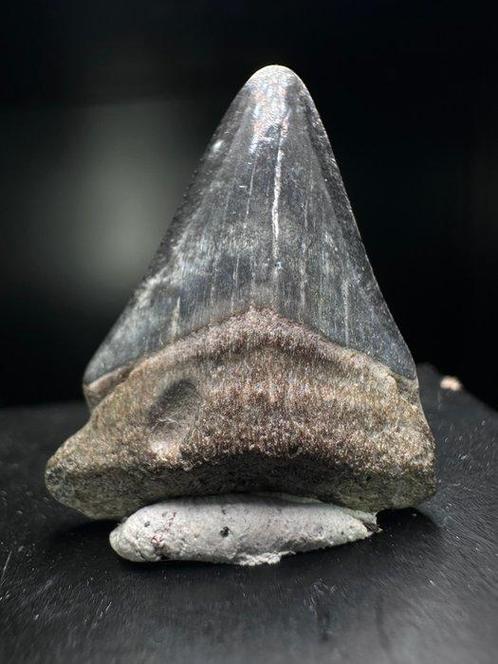 Haai - Fossiele tand - Otodus Auriculatus - 30 mm - 25 mm, Verzamelen, Mineralen en Fossielen