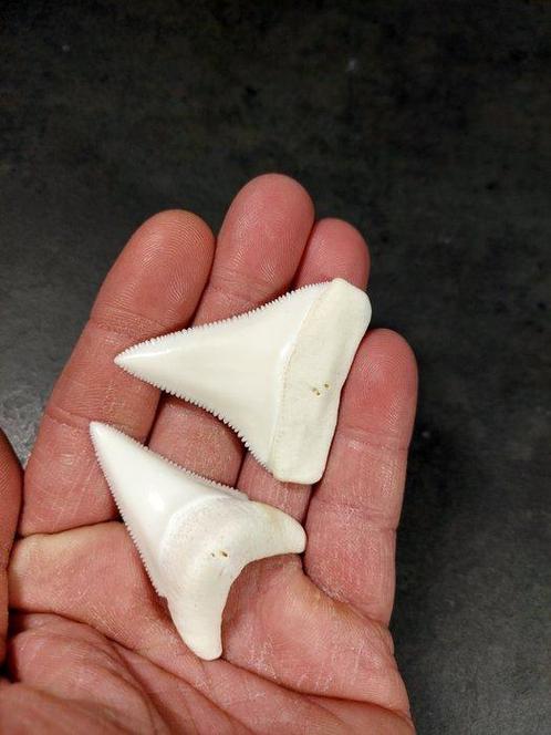 grote witte haai met enorme tanden Gratis verzending, Verzamelen, Dierenverzamelingen