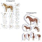 Anatomie posters skelet en spieren paard (papier, 50x70 c..., Verzenden, Nieuw