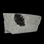 Fossiele bladeren - Fossiele plaatmatrix - Foglie fossili -, Verzamelen, Mineralen en Fossielen