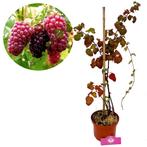 Tayberry + Pot 17cm, Tuin en Terras, Verzenden, Volle zon