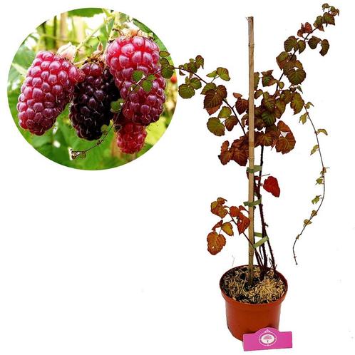 Tayberry + Pot 17cm, Tuin en Terras, Planten | Fruitbomen, Volle zon, Verzenden