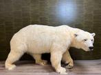 IJsbeer Taxidermie volledige montage - Ursus maritimus - 105, Nieuw