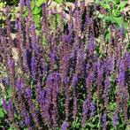 Salvia nemorosa Ostfriesland - Potmaat 9x9 cm, Tuin en Terras, Ophalen of Verzenden