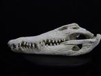 49 CM Nile Crocodile Schedel - Crocodylus niloticus (with, Verzamelen, Nieuw