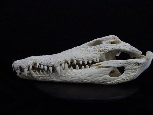 49 CM Nile Crocodile Schedel - Crocodylus niloticus (with, Verzamelen, Dierenverzamelingen