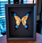 Zeldzame 23kt gouden blauwe keizervlinders in beperkte, Verzamelen, Nieuw