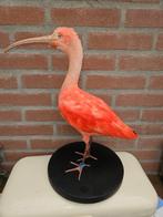 rode ibis Taxidermie volledige montage - Eudocimus Ruber -, Verzamelen, Dierenverzamelingen, Nieuw