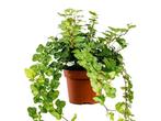 Klimop plant Hedera Helix Wonder 20 cm, Overige soorten, Minder dan 100 cm, Halfschaduw, In pot