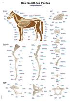 Anatomie poster skelet paard (kunststof-folie, 70x100 cm), Nieuw, Verzenden